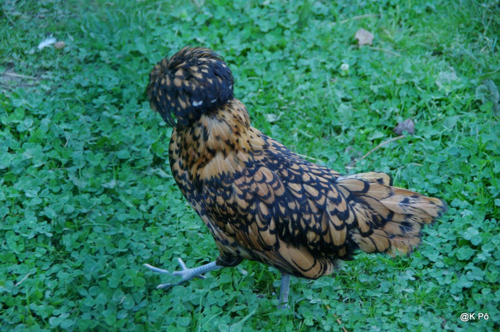 Les poules de&nbsp;Tobali