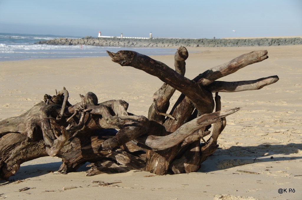 L’écolocéan, plage et bois flottés (Capbreton 2)