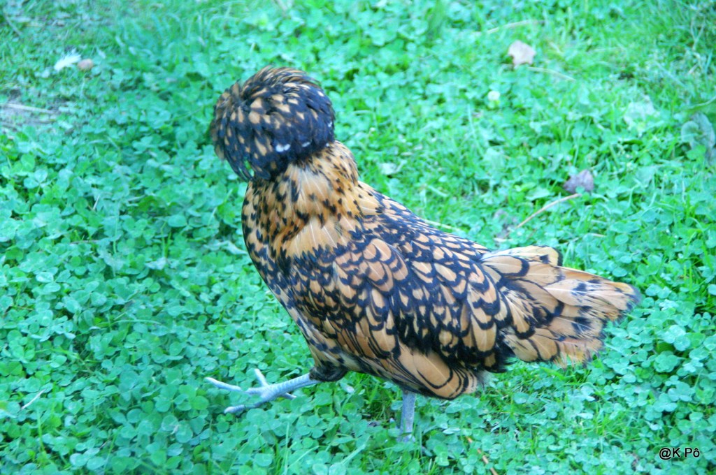 la grippe aviaire est-elle transmissible à l&rsquo;homme&nbsp;?