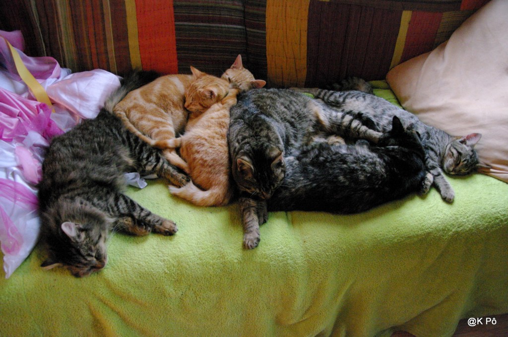 le Petit Poucet des blogs présente son bilan et ses voeux