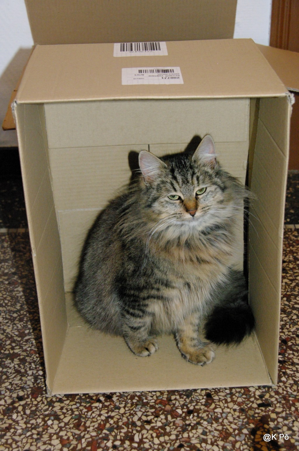 je vous l’emballe ?