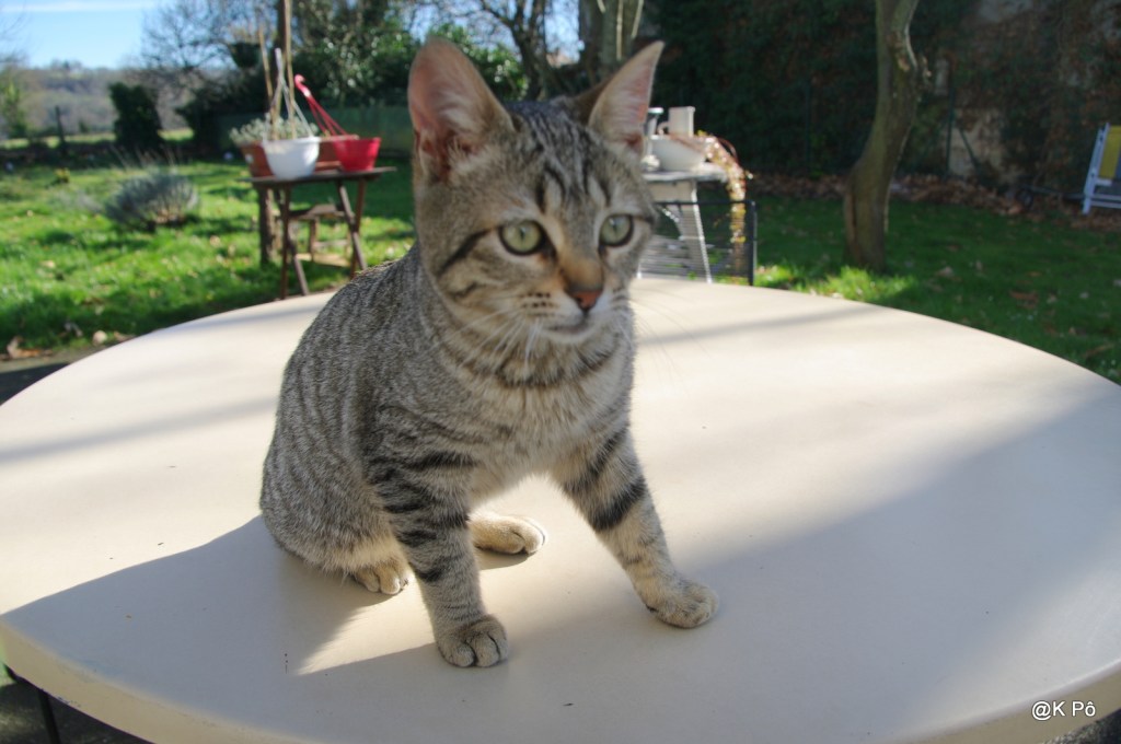 Le chat qui allait son chemin tout seul (les épaules de Darwin, France Inter 2014)