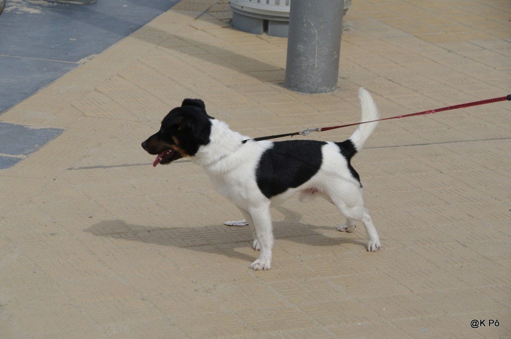 Chinou, ils s’en foutent ! (sinon ils le diraient aussi)