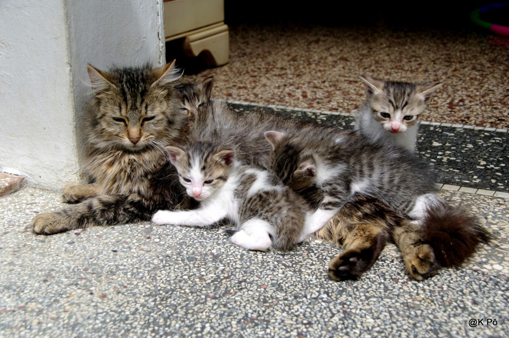 la chanson de Trompette, mère de quatre chatons emportés par le règne des&nbsp;hommes