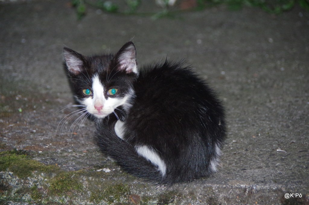 Un extra-terrestre et ses petits copains (test nouvel appareil&nbsp;photo!)