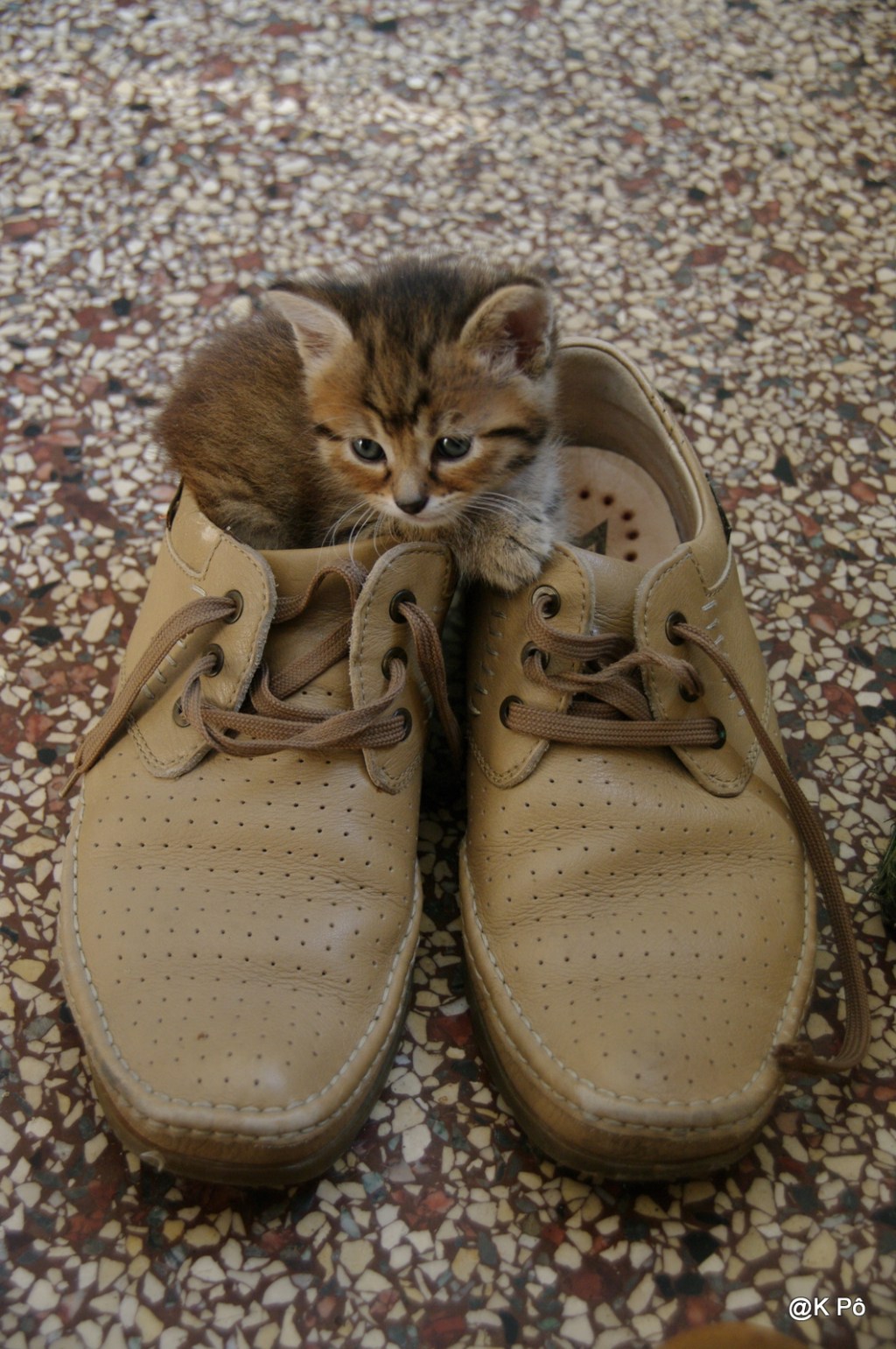 le squatter du dimanche !