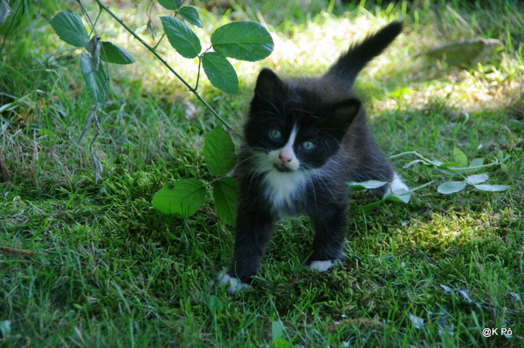 les chanteuses (plutôt) oubliées (mais rigolotes et prolifiques) : Sophie Makhno