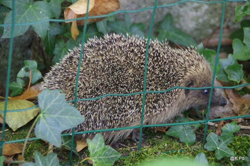 attention ! une brosse à chaussures peut en cacher une autre&nbsp;!