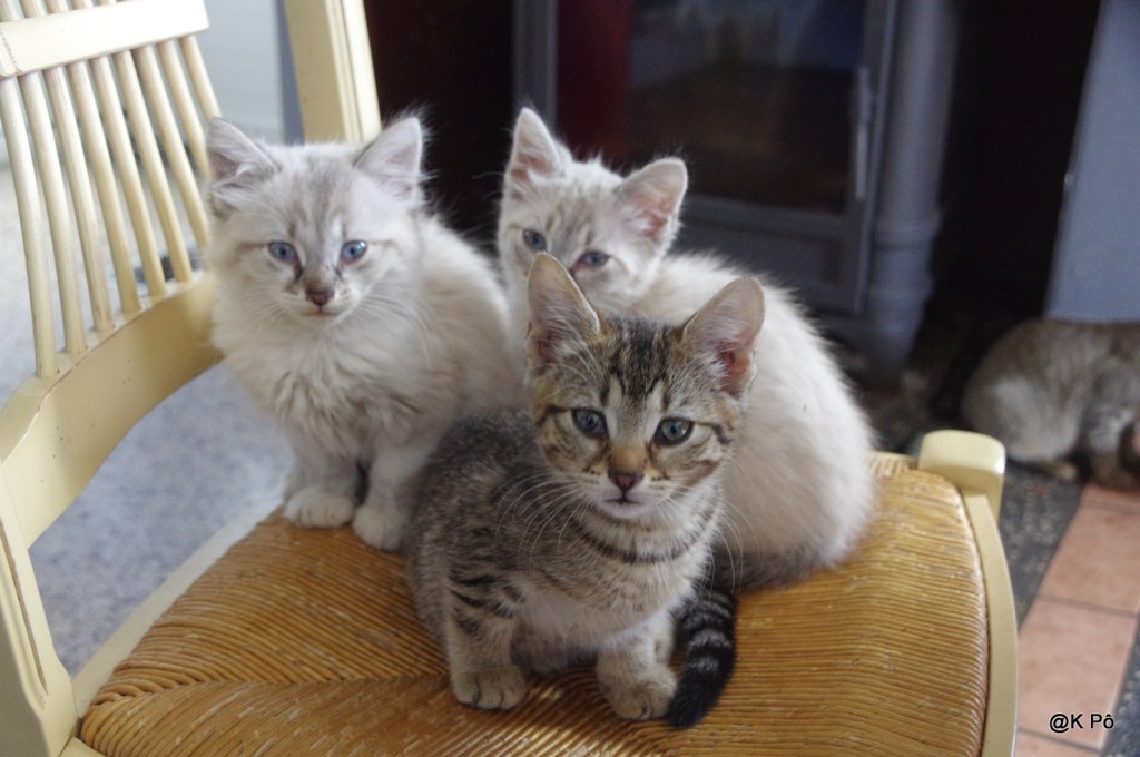 Les crocs-minous et autres balivernes d&rsquo;avant&nbsp;Noël