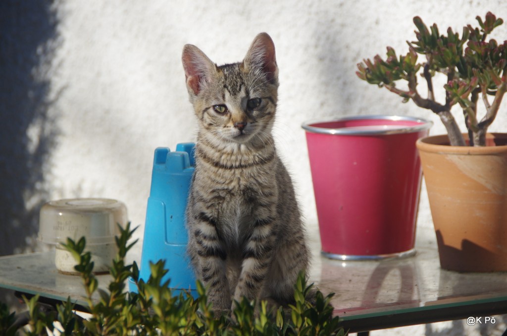 Bonne année 2017, bien au chaud dans vos chaussettes&nbsp;!