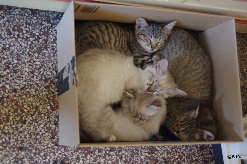 Ah, parlez-moi des commandes sur Internet&nbsp;!…