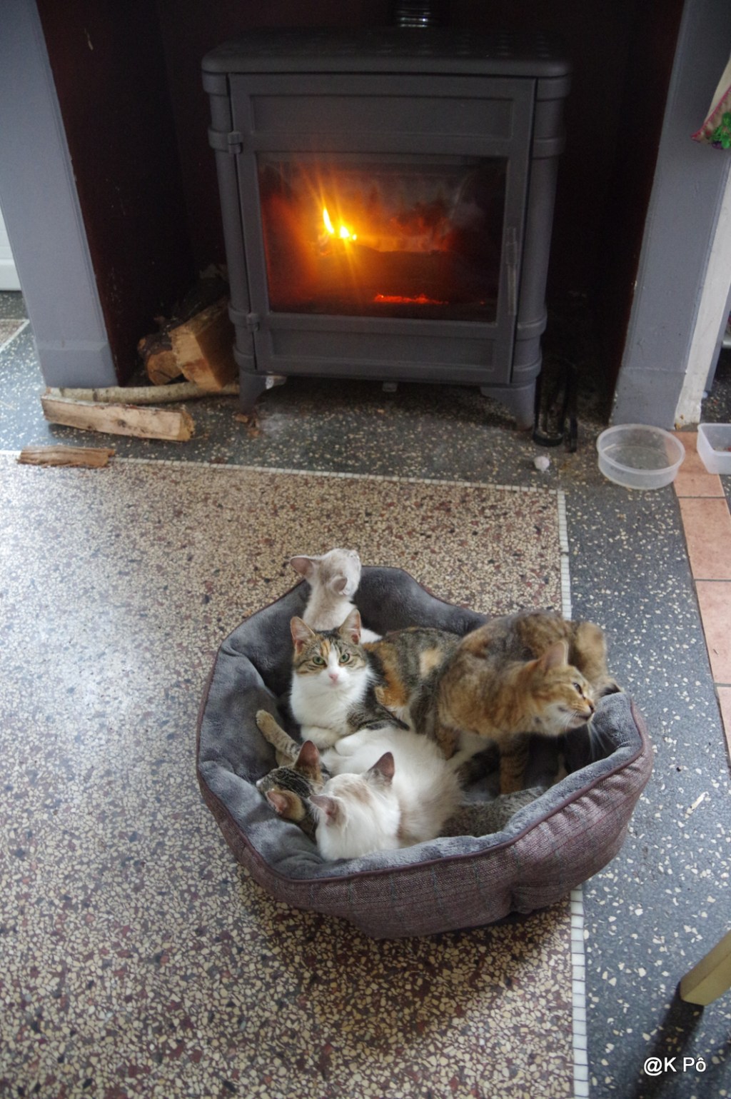 plan froid pour les minous : le 115 MIAOU saturé (comme d&rsquo;hab)&nbsp;!