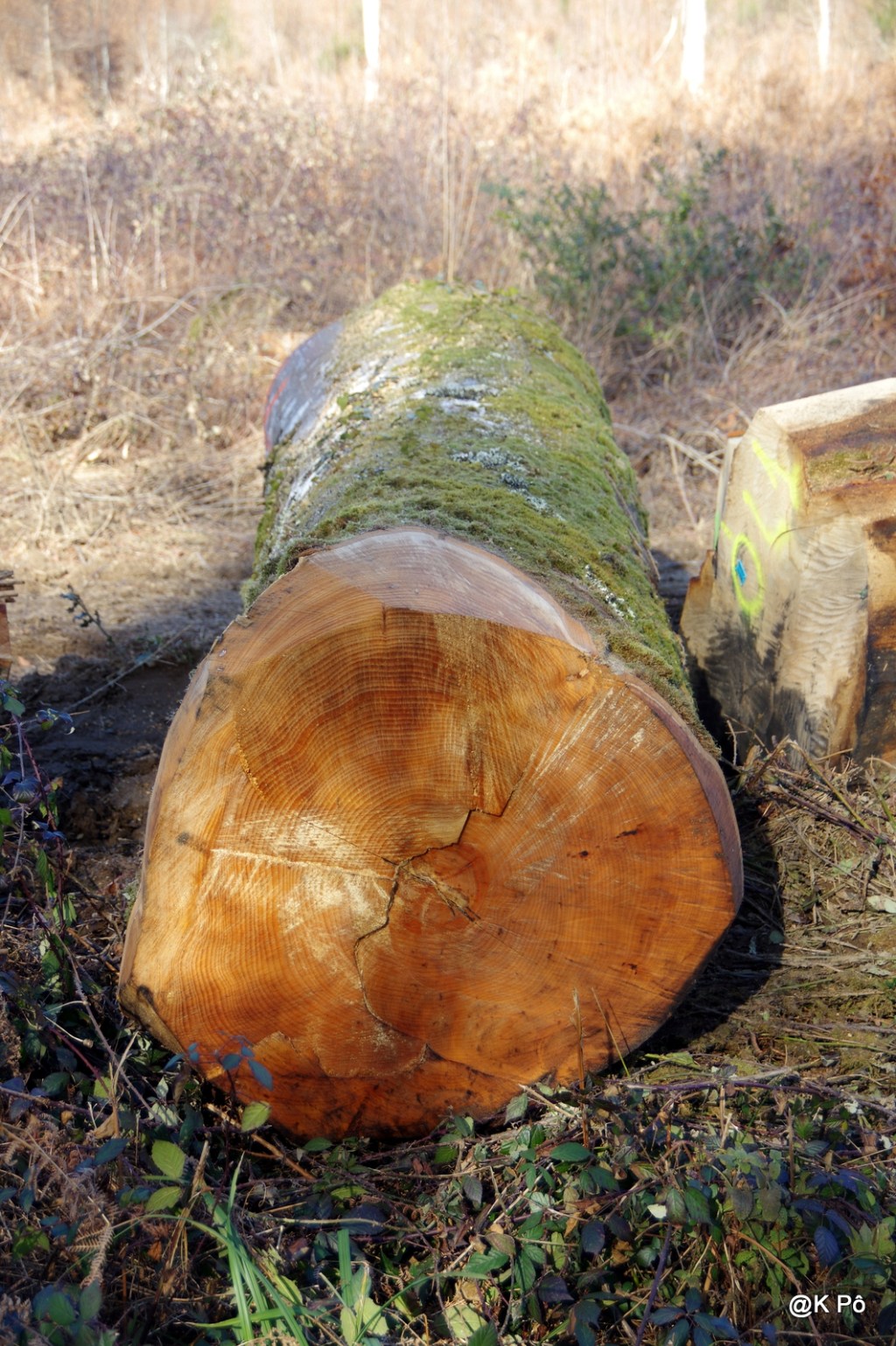 Beth Moon, photographe : les arbres de Socotra (et plus)