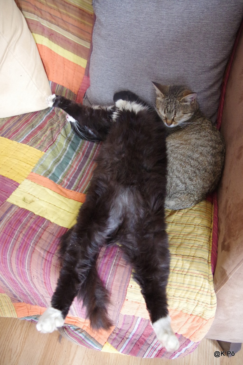 les chanteuses ringardes mais rigolotes : Cléo, &laquo;&nbsp;les fauves&nbsp;&raquo; (1966)