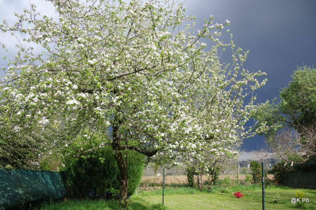 Alexandre Vialatte : le Printemps&nbsp;(extrait)