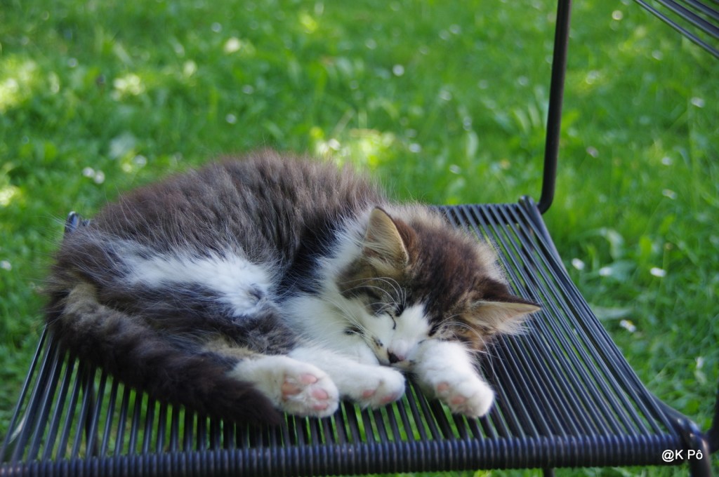 collection (partielle) Eté 2017