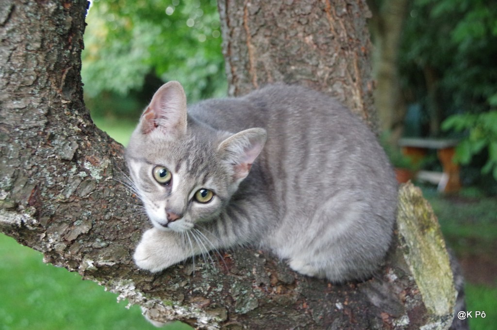 Animal crackers (version Marx Brothers)