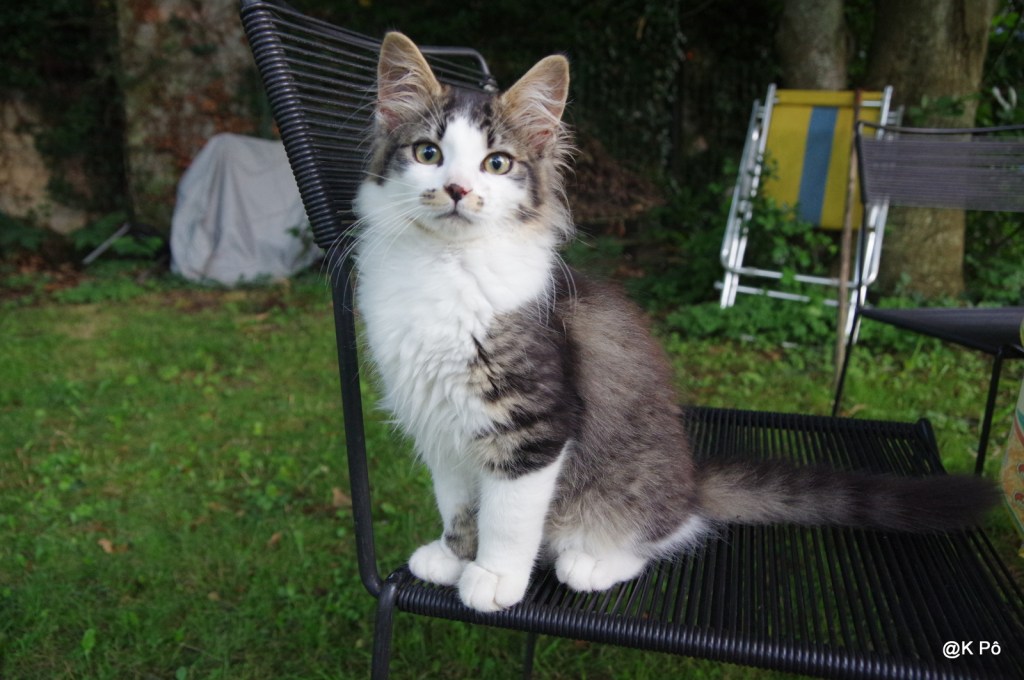 Goran Bregovic : Bella&nbsp;Ciao