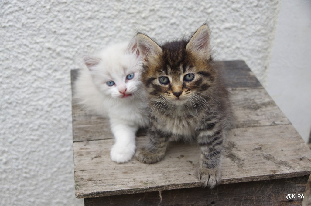 Un chat peut-il être à la fois solide et liquide ?