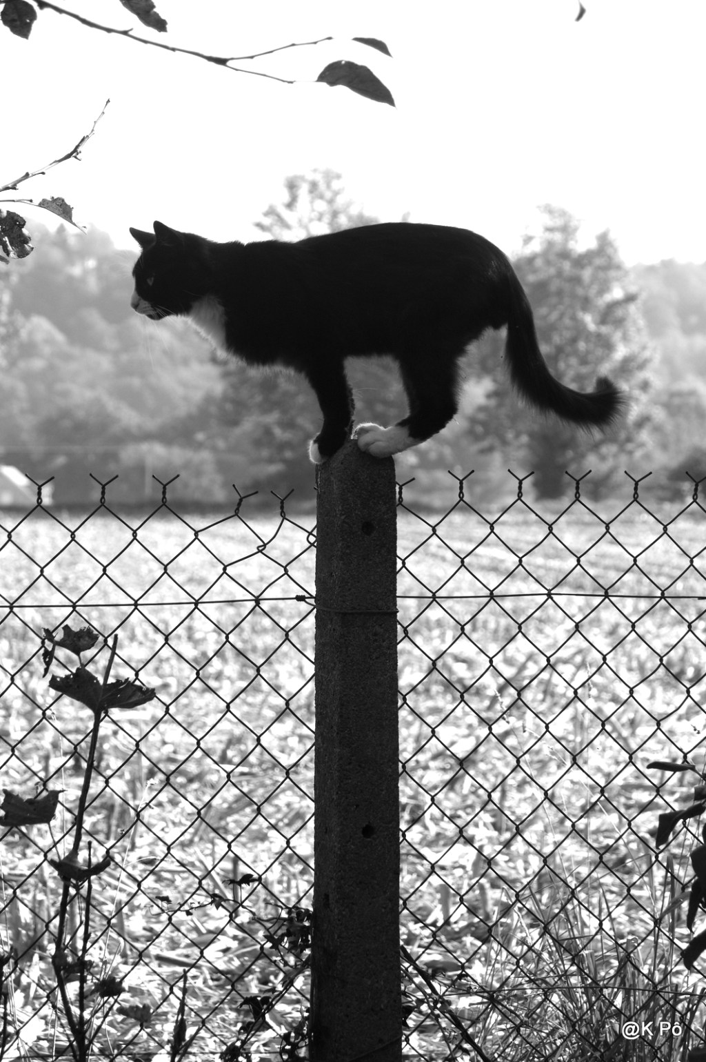 les mardis de la poésie : Francis Ponge&nbsp;(1899-1988)