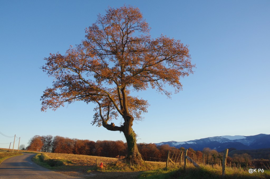 les mardis de la poésie : Shizue Ogawa (1947-&nbsp;…)