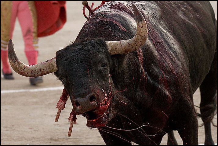 taureau à l'agonie