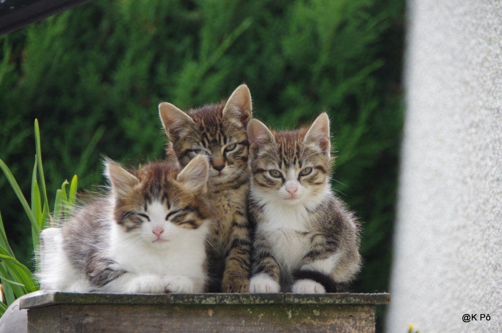 Ainsi dormira Marc Ogeret, artiste oublié, longtemps longtemps longtemps…