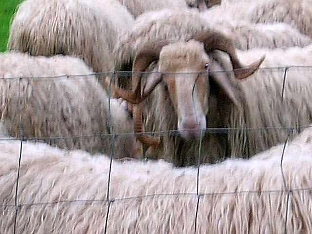 Cartes blanches et contredanses