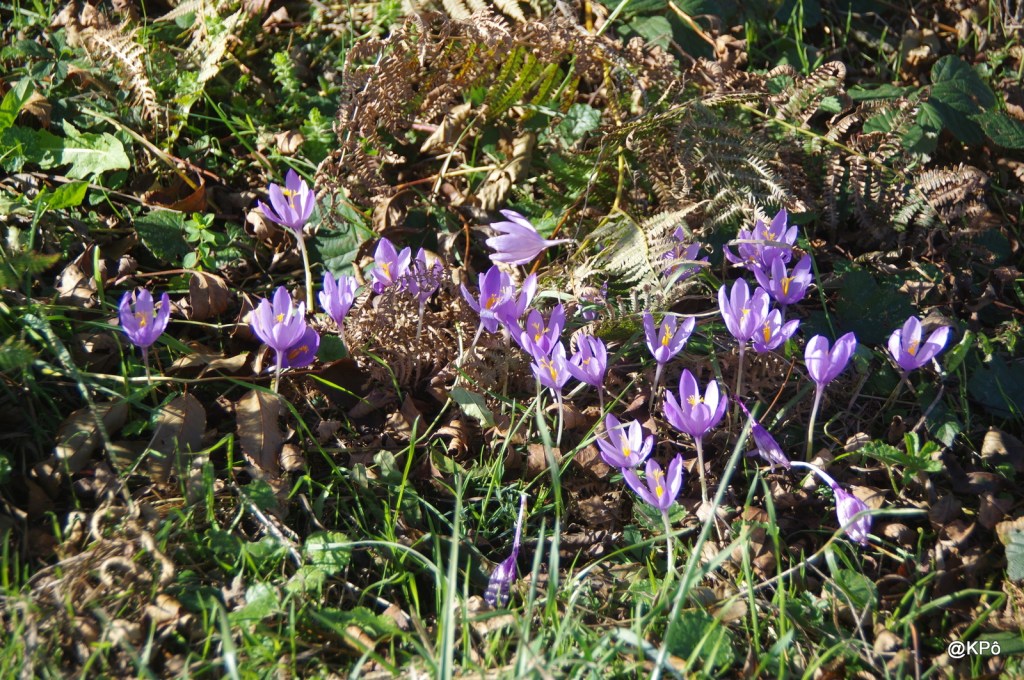 colchiques dans les prés… (les Baronnies, Hautes Pyrénées)