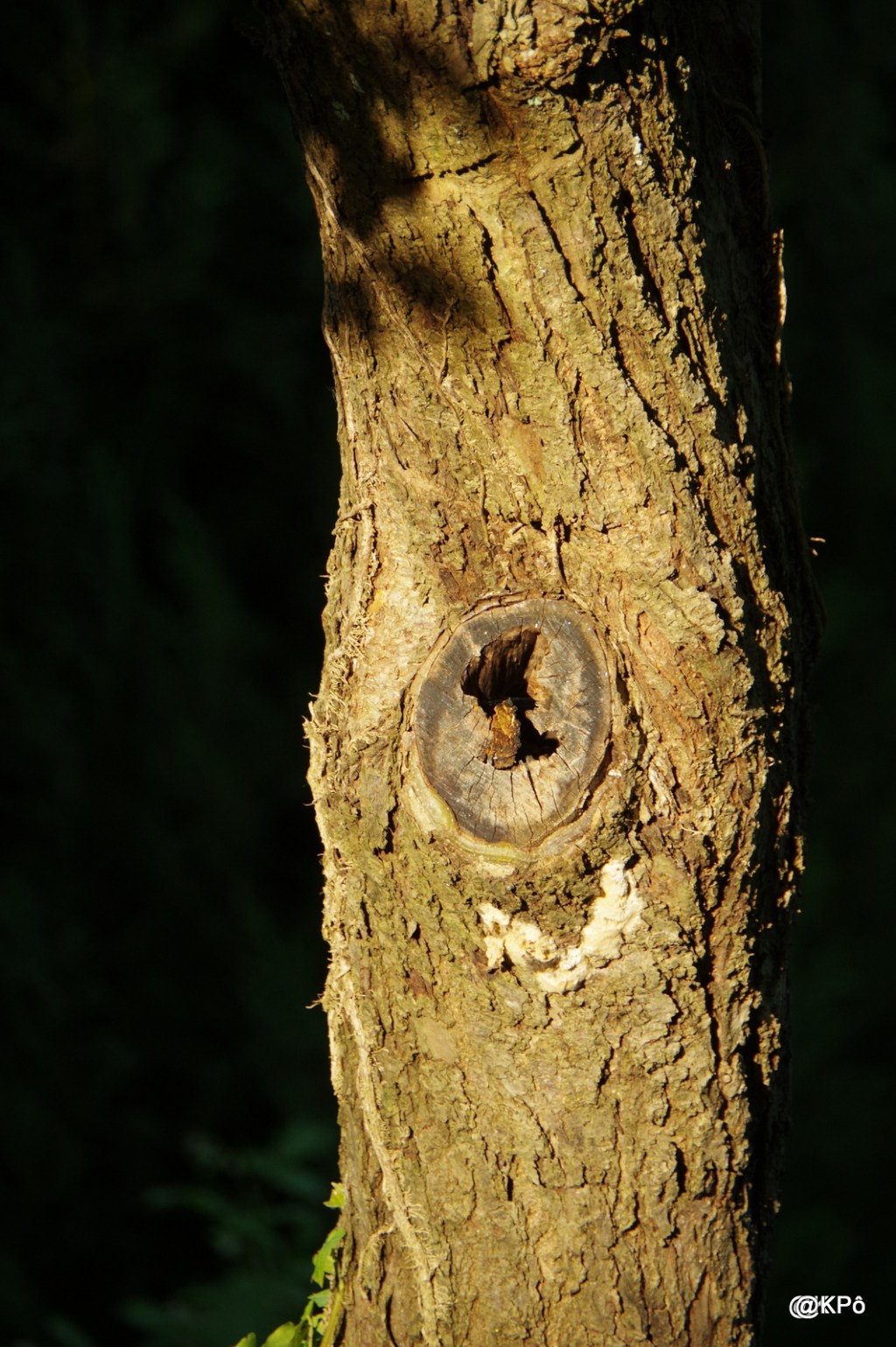 Une lune rousse dans les bras nus d&rsquo;un arbre, la nuit&nbsp;viendra…