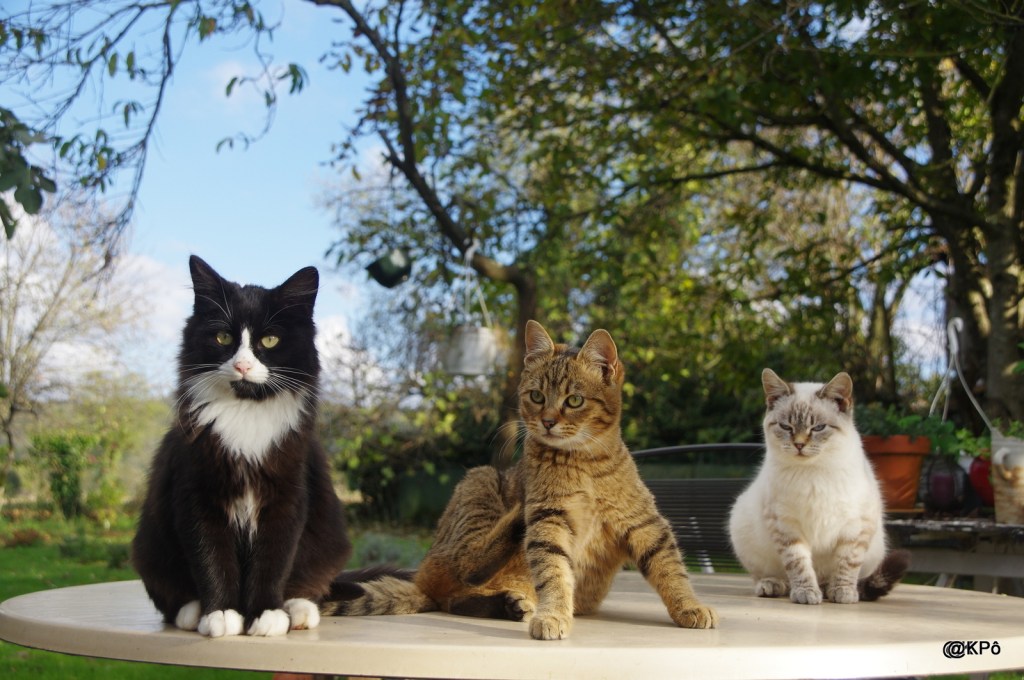 le tigre de Tasmanie a t&rsquo;il disparu dans un drap de&nbsp;lit?