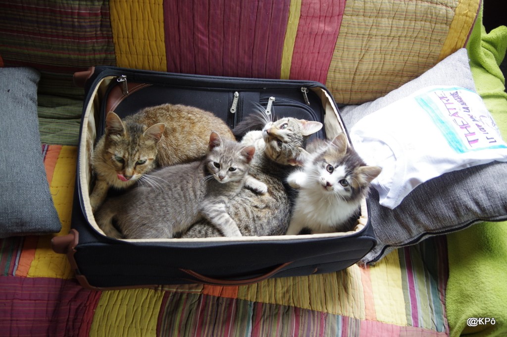 les chats dans la&nbsp;cuisine