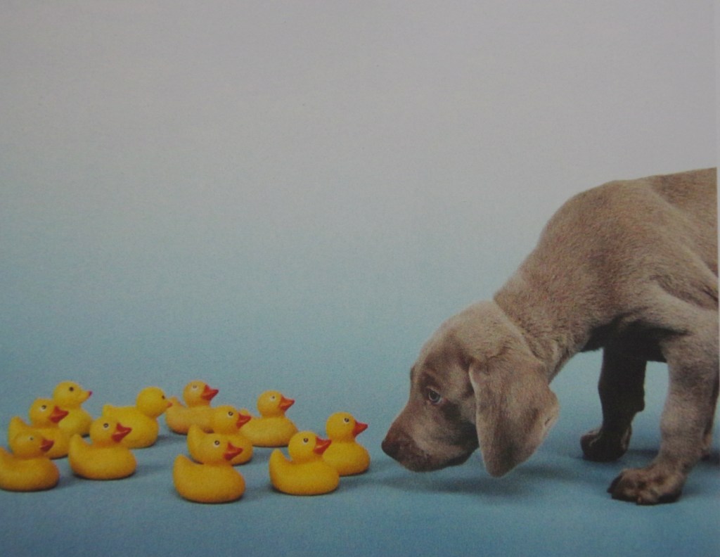 un samedi qui a du chien : William Wegman, photographe