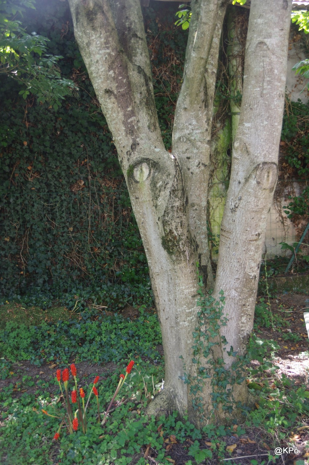 les mardis de la poésie : Jean Roger Caussimon