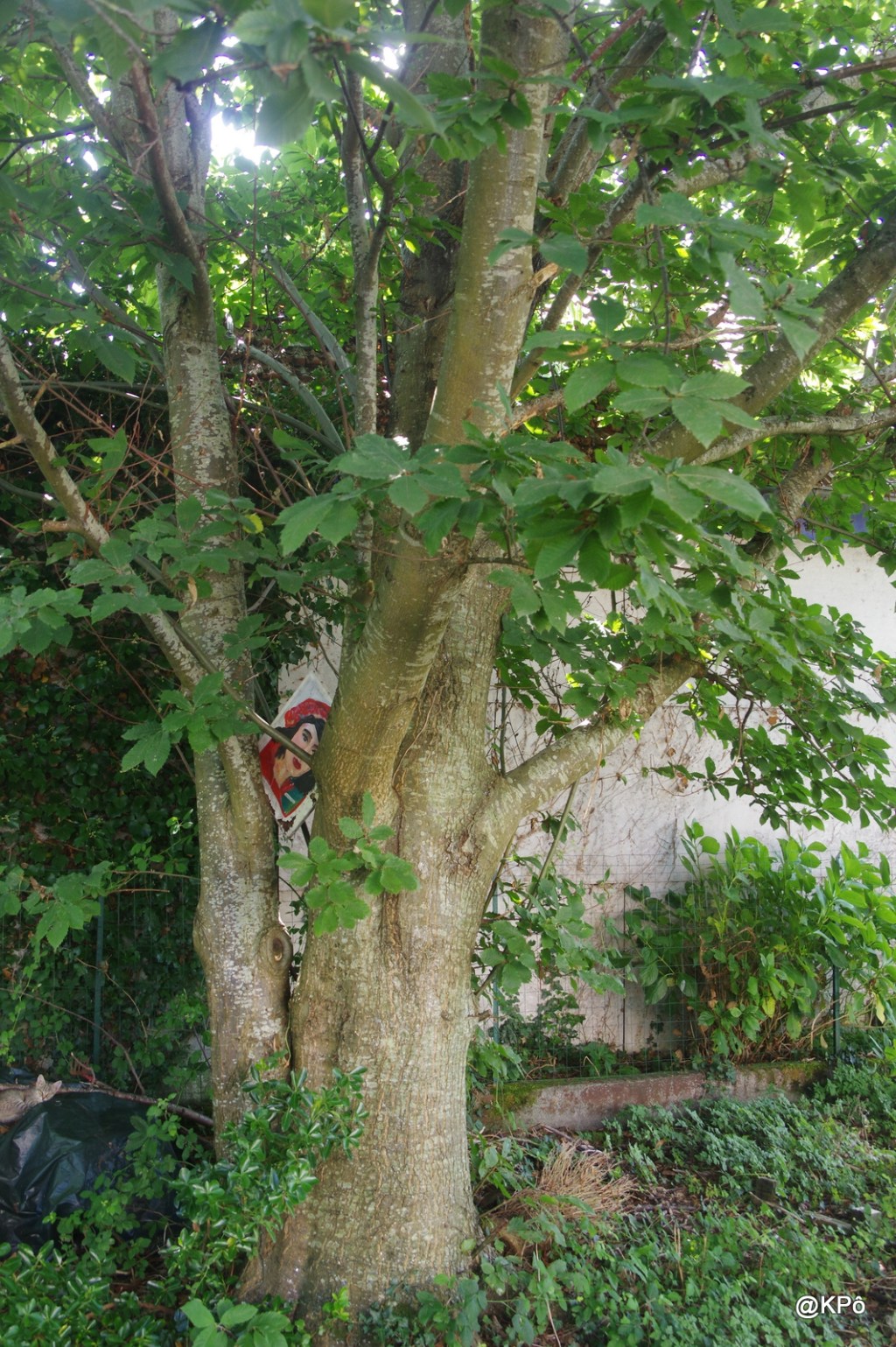 les mardis de la poésie : Jean Giono&nbsp;(1895-1970)