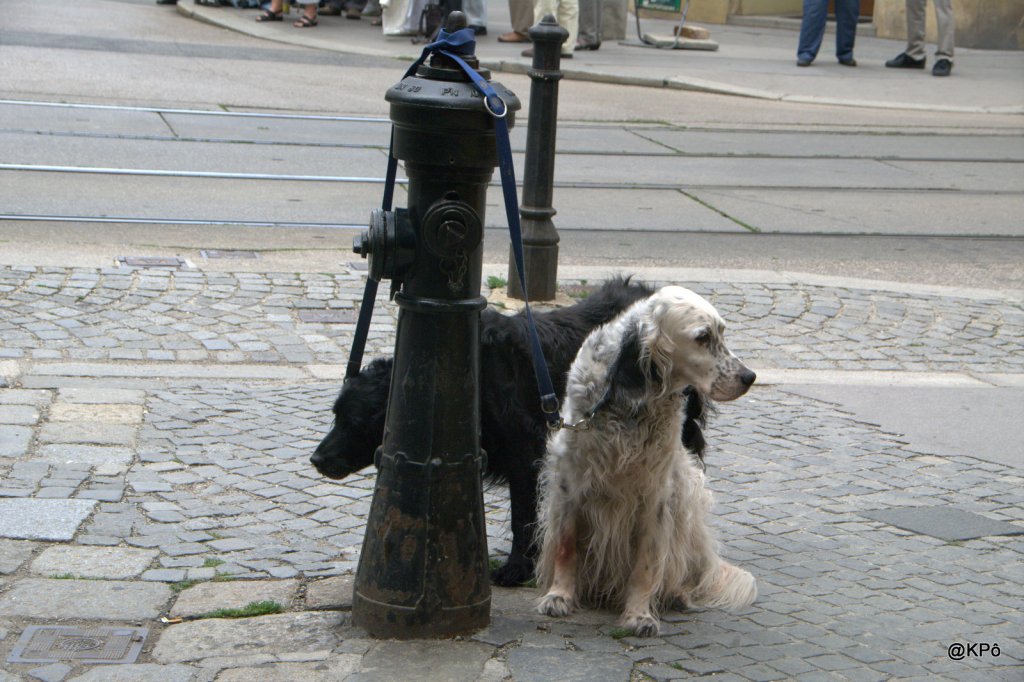 par la porte étroite (un monde de&nbsp;chiens)