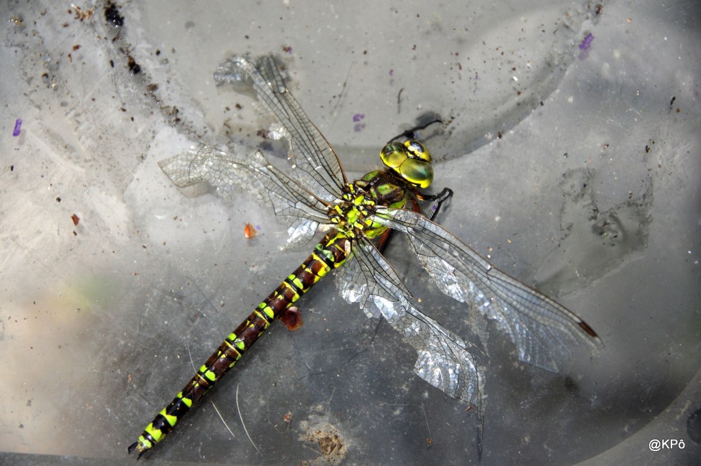 moustiques, libellules, hélicoptères, mais presque plus de vrais&nbsp;tigres