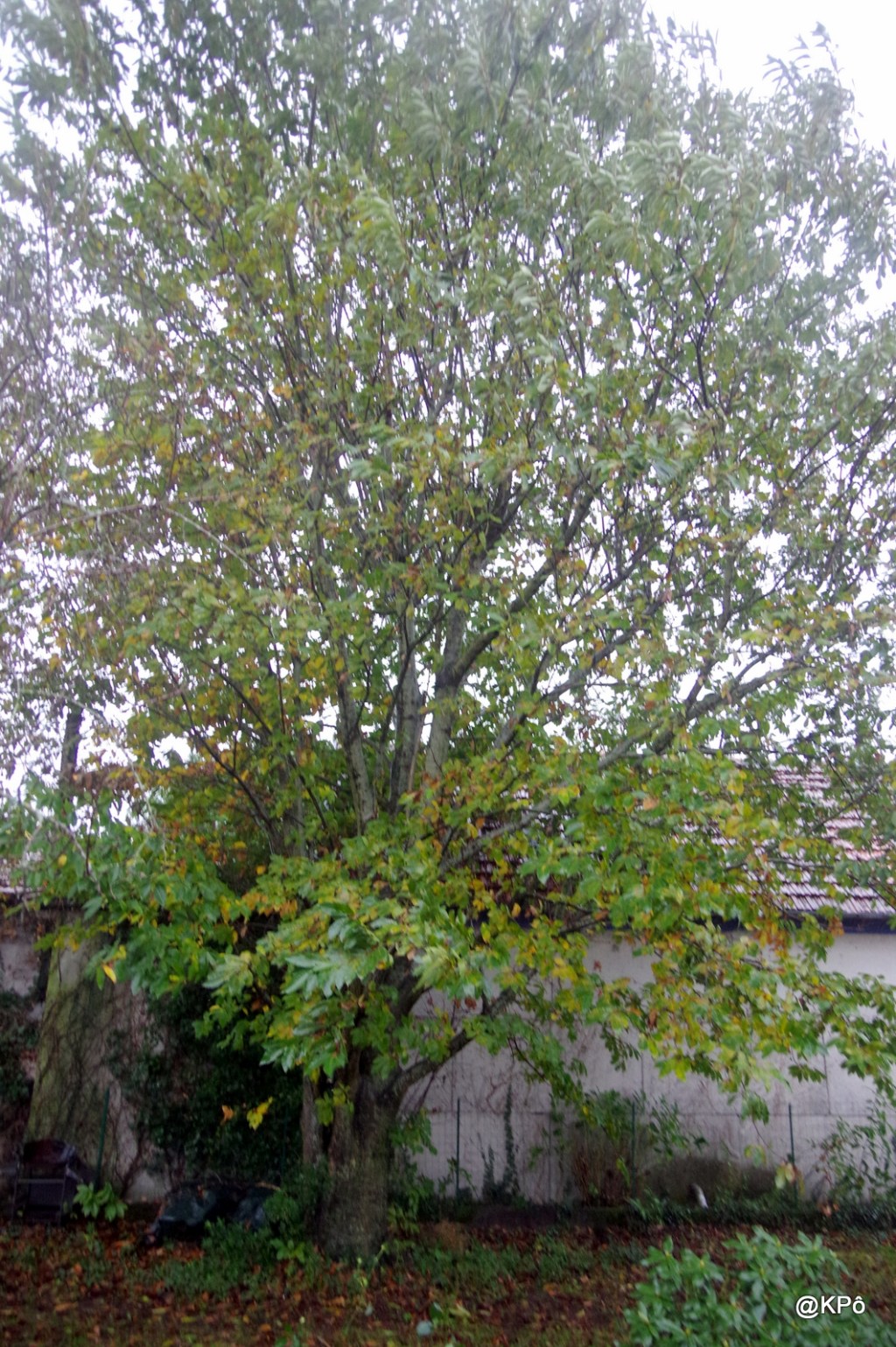 Pierrot et le châtaigner (spécial enfants&nbsp;sages)