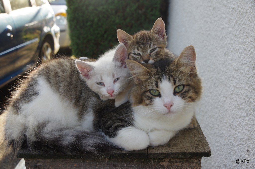Au secours, lâchez les chats&nbsp;!
