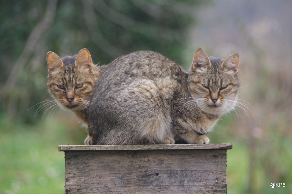 les vacances approchent, éloignez-vous (des quais bondés) !