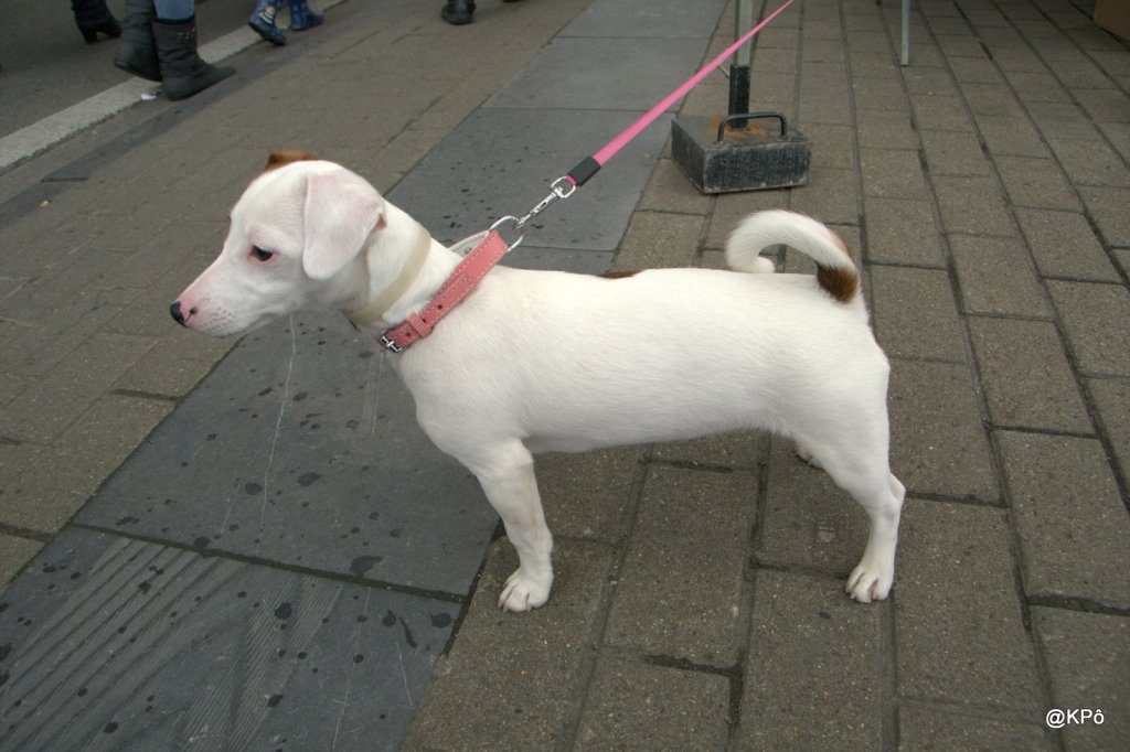 Quelle vie de chien !