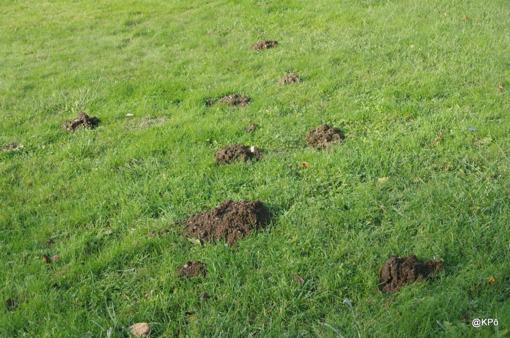 Étendre la lascive (épisode 8) : taupe là!