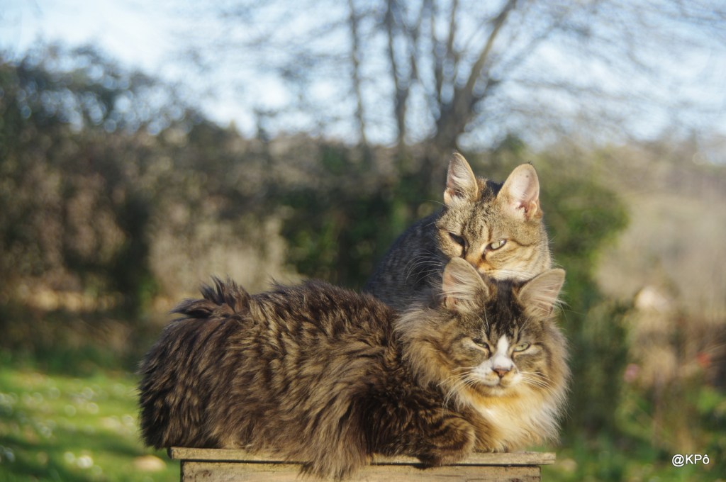 Etendre la lascive (épisode 4): de maigres indices!