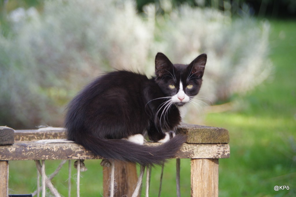Des rats pour dimanche, au repas de midi, ça ira&nbsp;?