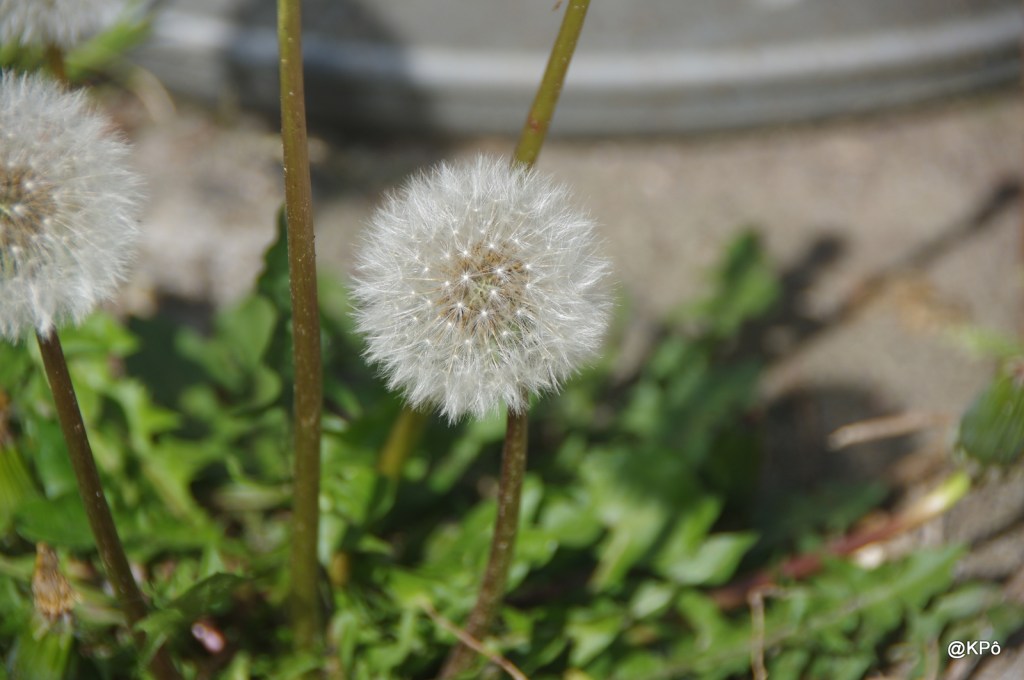 mes héros du jour (encore eux?) : les goguettes et grand corps&nbsp;malade