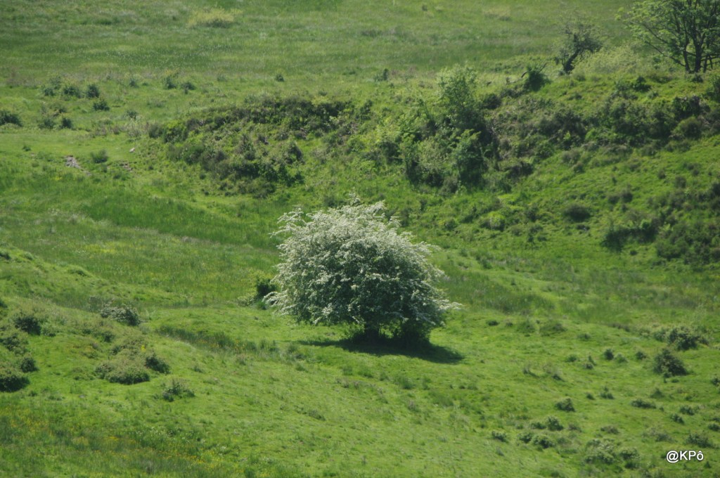 Hêtre ou avoir hêtraie&nbsp;?