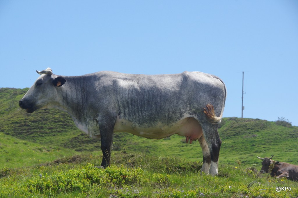 Enfin un bol d’air dans les alpages déconfinés