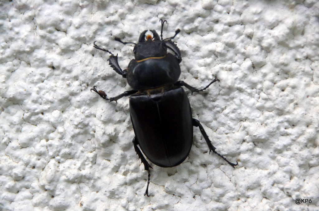 les mardis de la poésie : Vette de Fonclare (1937-&nbsp;…)