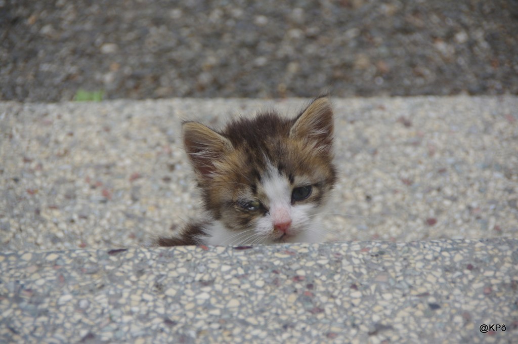Mardi 23 février : Saint Lazare (reste couché, tout est fermé)