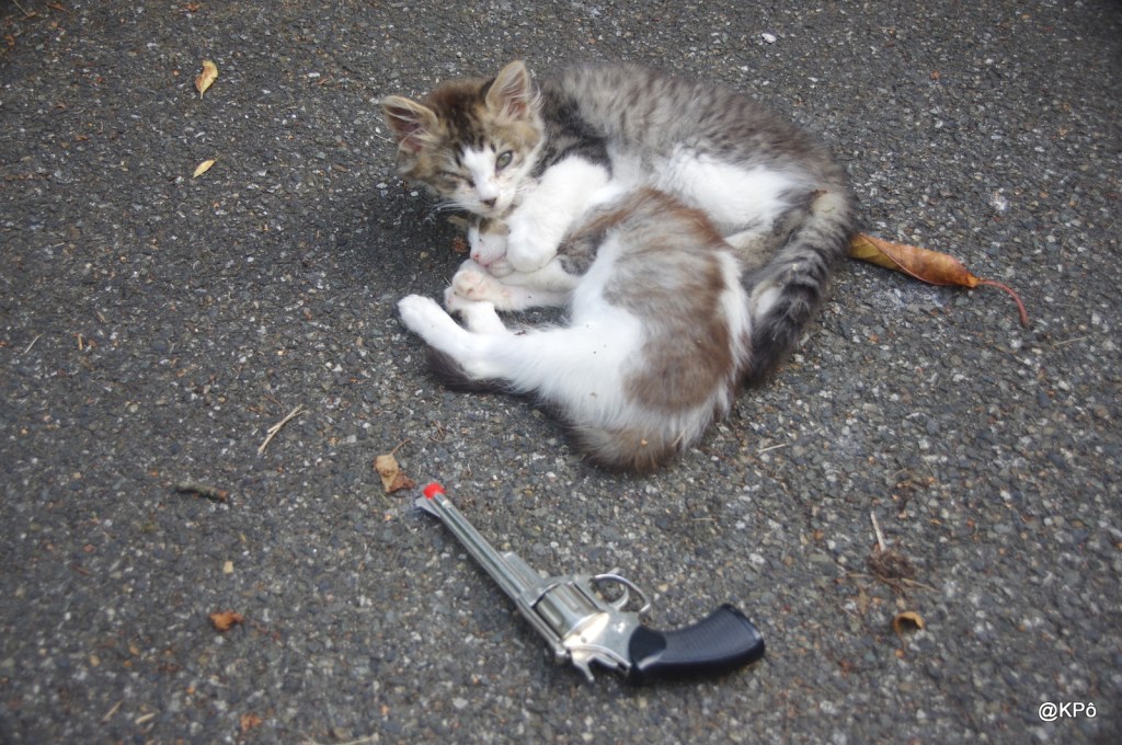 Pourquoi j&rsquo;ai tué mes&nbsp;chats.